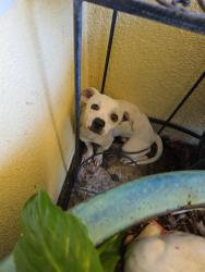 Reunited Unknown Dog last seen E. 1st Street and Gless, Los Angeles, CA 90033