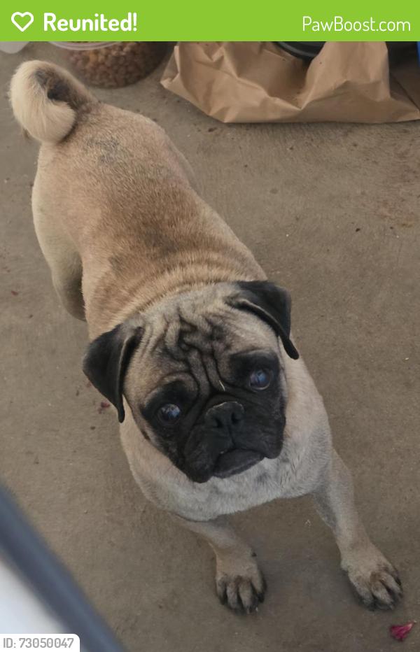 Reunited Male Dog last seen Tumbleweed, Palmdale, CA 93350