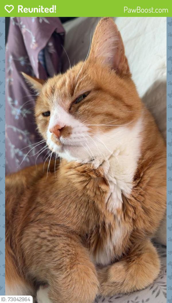 Reunited Female Cat last seen Right off sarno road, Melbourne, FL 32935