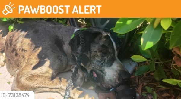 Found/Stray Male Dog last seen Angeles Vista Blvd and Chesley, South Los Angeles, CA 90043