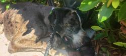 Found/Stray Male Dog last seen Angeles Vista Blvd and Chesley, South Los Angeles, CA 90043