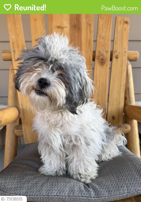 Reunited Female Dog last seen Rosemont Dr. and Cypress Dr., Security-Widefield, CO 80911