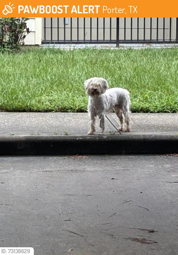 Found/Stray Unknown Dog last seen Loop 494, Porter, TX 77365