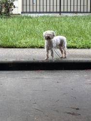 Found/Stray Unknown Dog last seen Loop 494, Porter, TX 77365
