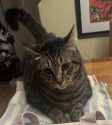 Lost Male Cat last seen Near Frampton Avenue, Los Angeles, CA 90710