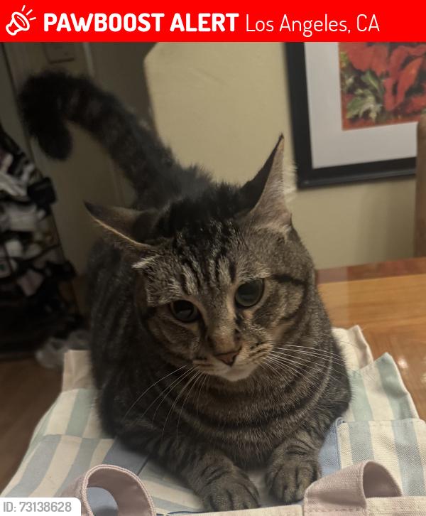 Lost Male Cat last seen Near Frampton Avenue, Los Angeles, CA 90710