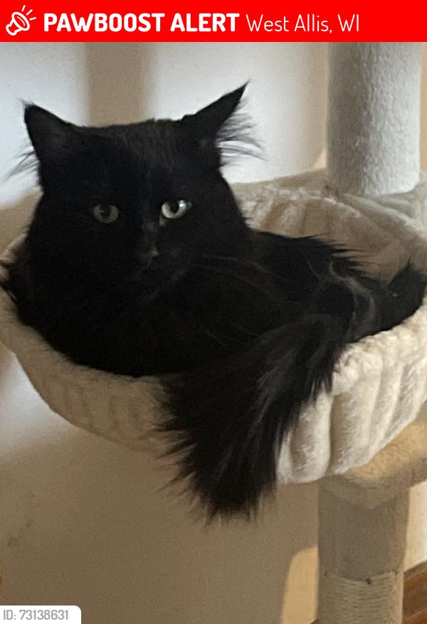Lost Male Cat last seen Mitchell, West Allis, WI 53214