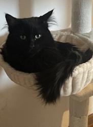 Lost Male Cat last seen Mitchell, West Allis, WI 53214