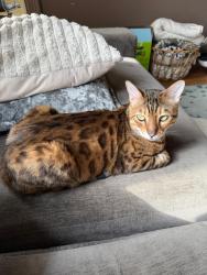 Lost Male Cat last seen McMaster university track woodland area, Hamilton, ON L8N 1E9