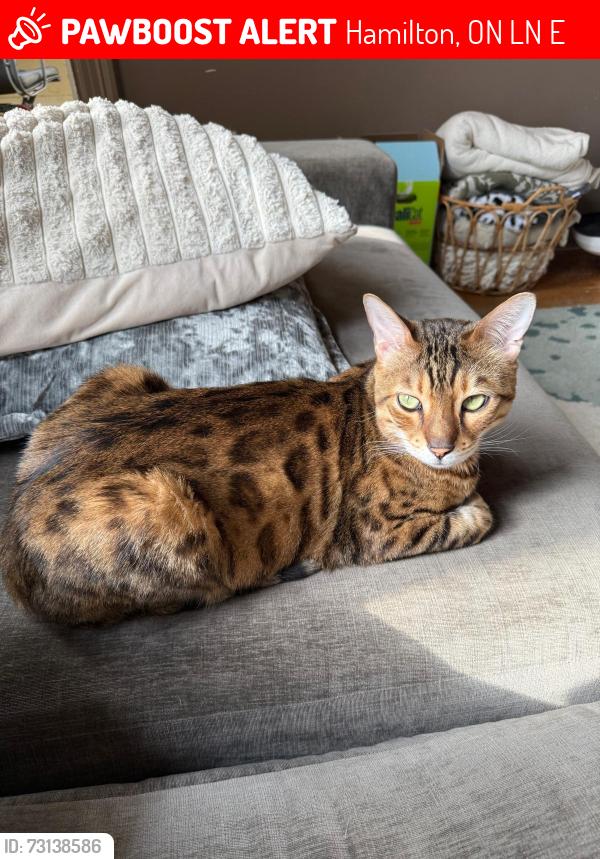 Lost Male Cat last seen McMaster university track woodland area, Hamilton, ON L8N 1E9