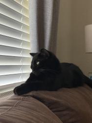 Lost Male Cat last seen Grand lookout and rising ground drive. Arlington, Arlington, TX 76001