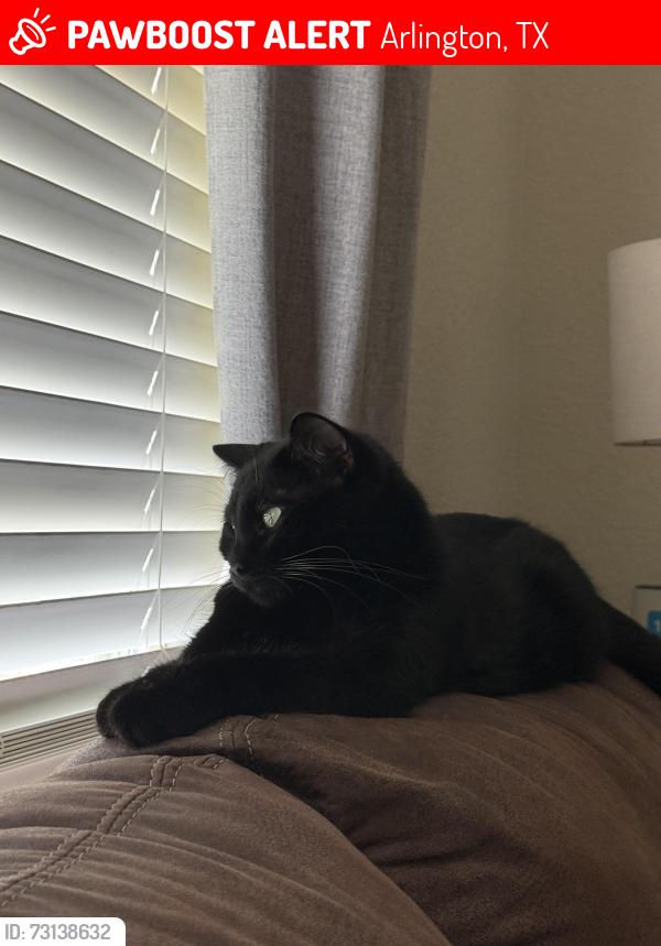 Lost Male Cat last seen Grand lookout and rising ground drive. Arlington, Arlington, TX 76001