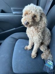 Reunited Male Dog last seen Knoxville Pa, Pittsburgh, PA 15210