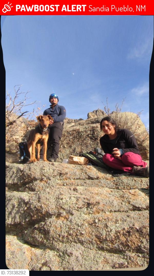 Lost Male Dog last seen Piedra Lisa Trail 135, Sandia Pueblo, NM 87004