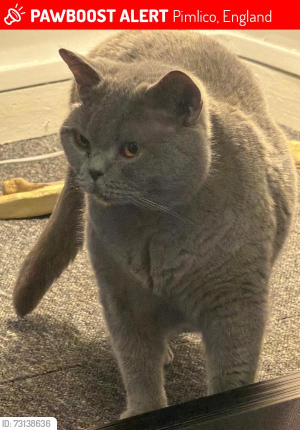 Lost Male Cat last seen Pimlico station, Pimlico, England 