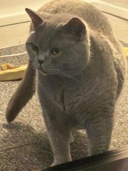 Lost Male Cat last seen Pimlico station, Pimlico, England 