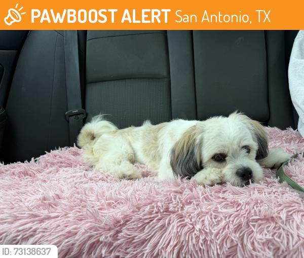 Found/Stray Male Dog last seen Near Grissom circle, San Antonio, TX 78251