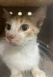 Shelter Stray Female Cat last seen Near Demille Place, RALEIGH, NC, 27610, 820 Beacon Lake Dr, Raleigh, NC 27610, USA