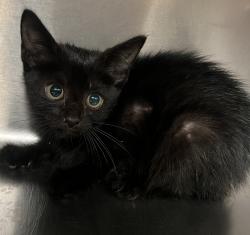 Shelter Stray Female Cat last seen Near Smarty Jones Road, KNIGHTDALE, NC, 27545, 820 Beacon Lake Dr, Raleigh, NC 27610, USA