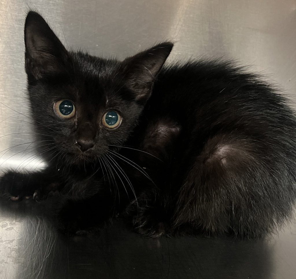 Shelter Stray Female Cat last seen Near Smarty Jones Road, KNIGHTDALE, NC, 27545, 820 Beacon Lake Dr, Raleigh, NC 27610, USA