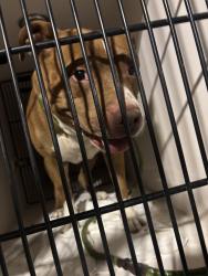 Shelter Stray Male Dog last seen SW 2nd and Main (PPB), OR, 1700 W Historic Columbia River Hwy, Troutdale, OR 97060, USA