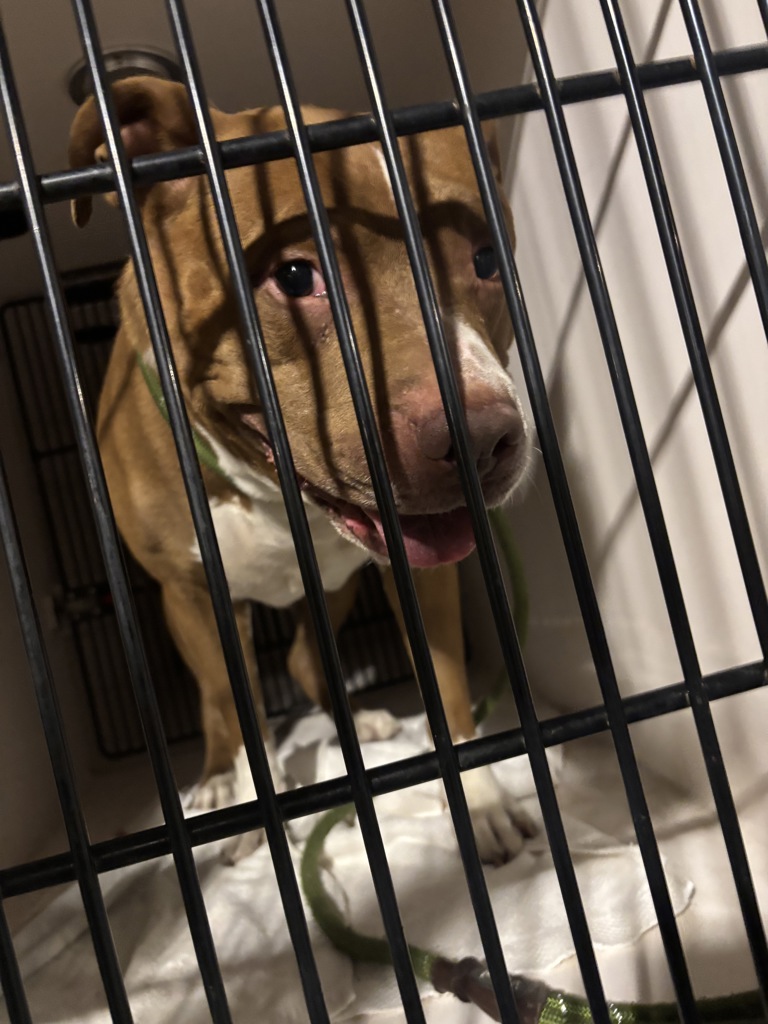 Shelter Stray Male Dog last seen SW 2nd and Main (PPB), OR, 1700 W Historic Columbia River Hwy, Troutdale, OR 97060, USA