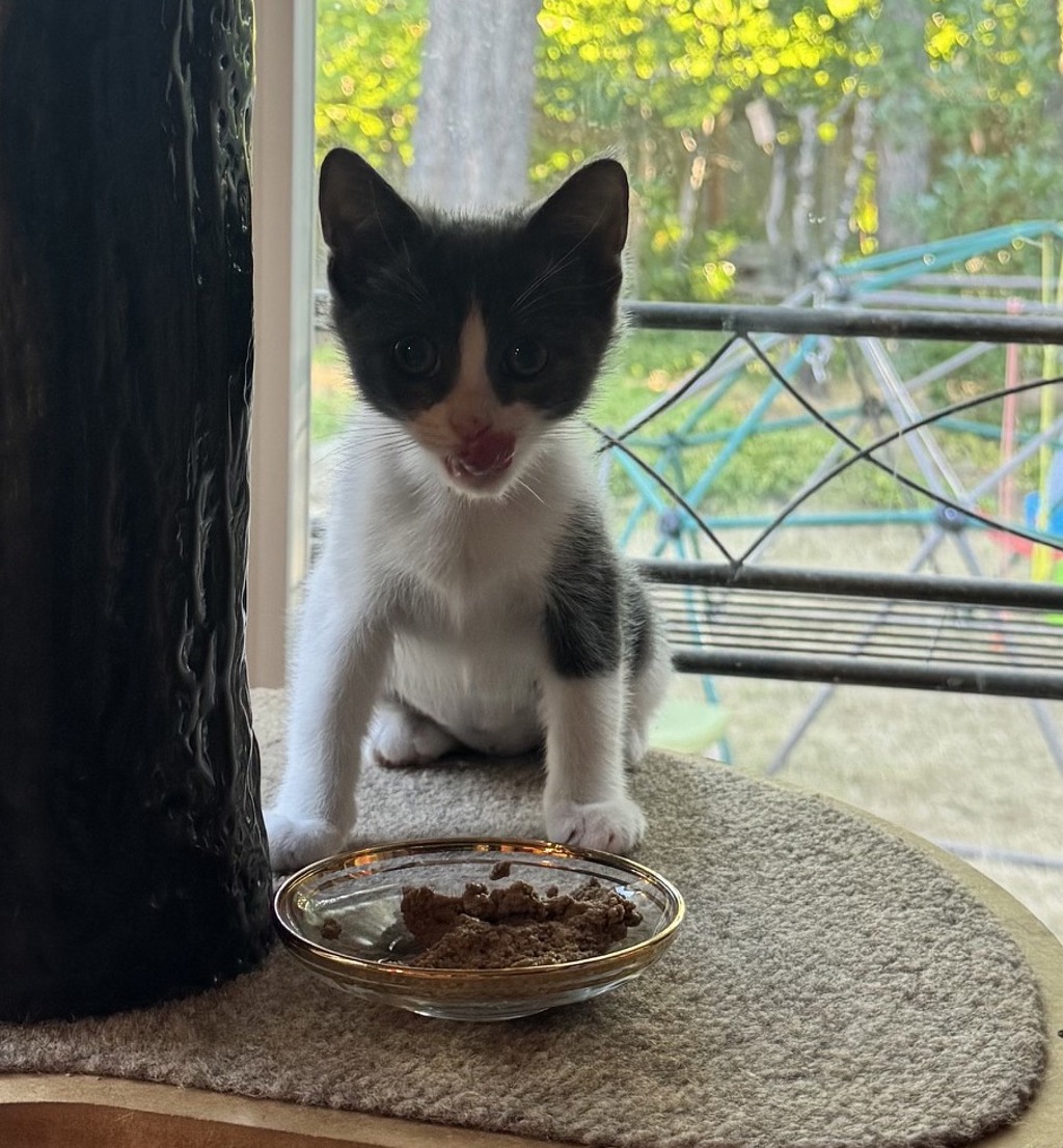 Shelter Stray Female Cat last seen SE Giese Rd ad SW linneman dr, GRESHAM, OR, 97080, 1700 W Historic Columbia River Hwy, Troutdale, OR 97060, USA