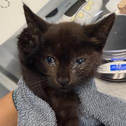 Shelter Stray Female Cat last seen Near Peach Court, El Cajon, CA, 92021, 5500 Gaines St, San Diego, CA 92110, USA
