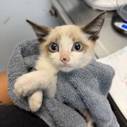 Shelter Stray Male Cat last seen Near Peach Court, El Cajon, CA, 92021, 5500 Gaines St, San Diego, CA 92110, USA