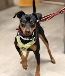 Shelter Stray Male Dog last seen Near Marcy Avenue, San Diego, CA, 92113, 5500 Gaines St, San Diego, CA 92110, USA