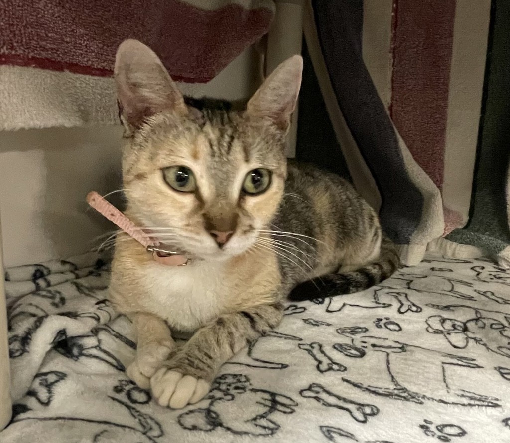 Shelter Stray Female Cat last seen Near Commerial Street, San Diego, CA, 92113, 5500 Gaines St, San Diego, CA 92110, USA