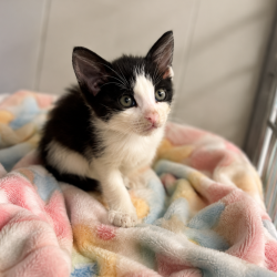 Shelter Stray Male Cat last seen Found at Harley Davison, SCOTT, LA, 70583, 410 Dugas Rd, Lafayette, LA 70507, USA