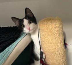 Shelter Stray Male Cat last seen Near Balfour Drive, Encinitas, CA, 92024, Oceanside, CA 92058, USA