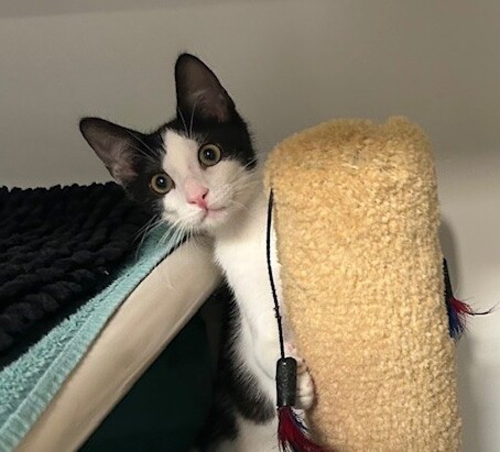 Shelter Stray Male Cat last seen Near Balfour Drive, Encinitas, CA, 92024, Oceanside, CA 92058, USA