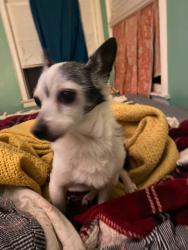 Lost Female Dog last seen E street, Tehama, CA 96090