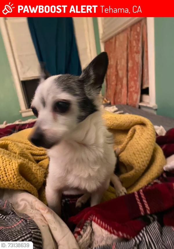 Lost Female Dog last seen E street, Tehama, CA 96090