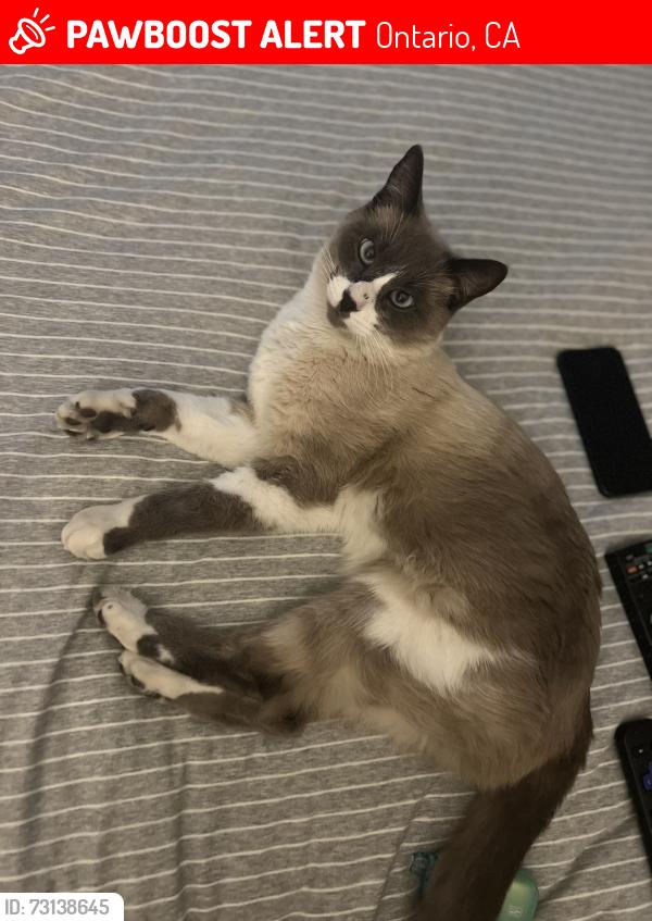 Lost Male Cat last seen 5th and Hellman, Ontario, CA 91764