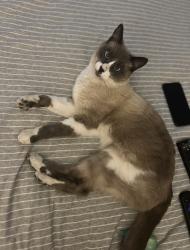 Lost Male Cat last seen 5th and Hellman, Ontario, CA 91764