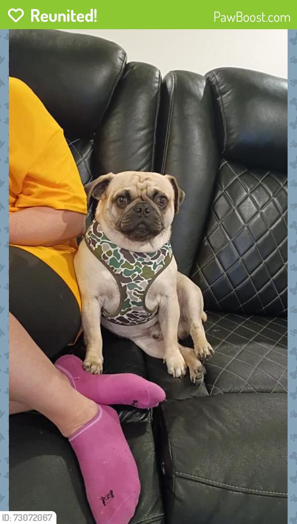 Reunited Male Dog last seen 81st pecos st, Denver, CO 80221
