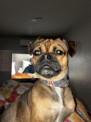 Reunited Male Dog last seen Columbia and Liberty, Tucson, AZ 85714