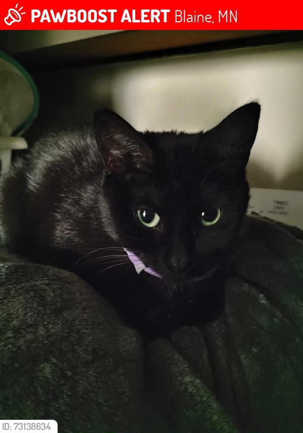 Lost Female Cat last seen Midway St ne Blaine mn, Blaine, MN 55449