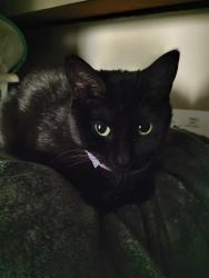 Lost Female Cat last seen Midway St ne Blaine mn, Blaine, MN 55449