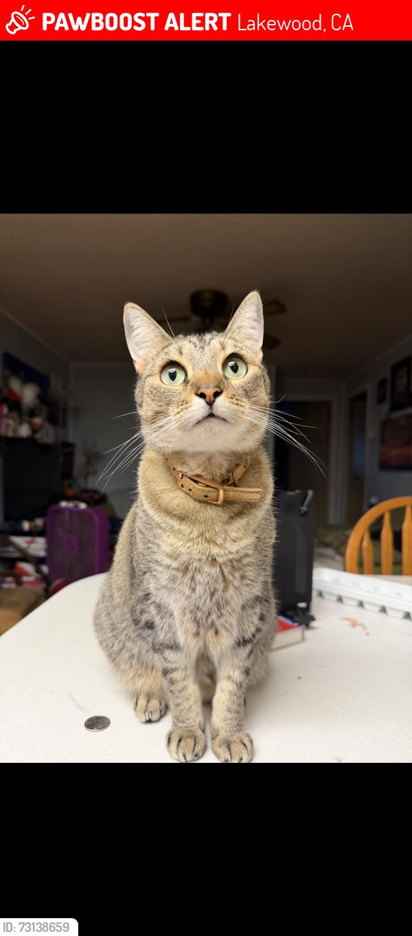 Lost Female Cat last seen Delamo and lakewood blvd, Lakewood, CA 90712