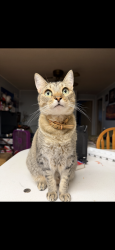 Lost Female Cat last seen Delamo and lakewood blvd, Lakewood, CA 90712