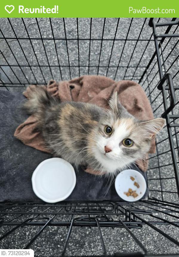 Reunited Unknown Cat last seen Grant Dr and Myra Rd Coventry, RI, Coventry, RI 02816