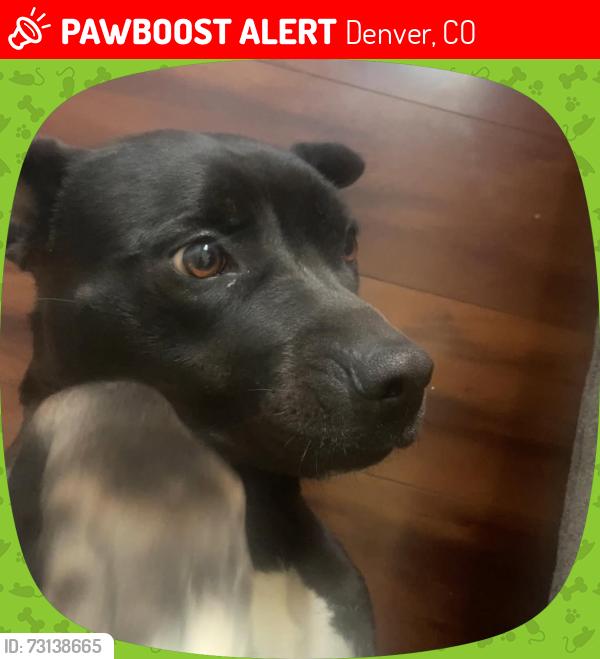Lost Female Dog last seen Near Andes st, Denver, CO 80249