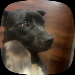 Lost Female Dog last seen Near Andes st, Denver, CO 80249