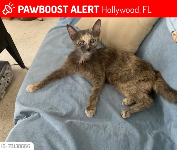 Lost Female Cat last seen Walnut Street and A1A, Hollywood, FL 33019