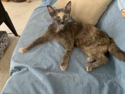 Lost Female Cat last seen Walnut Street and A1A, Hollywood, FL 33019