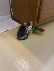 Found/Stray Female Cat last seen Grifton, Greenville, NC 27858